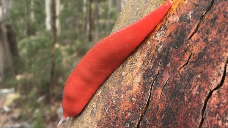 A Triboniophorus aff. graeffei, ou lesma rosa fluorescente, que inspirar&aacute; um monumento gigante na Austr&aacute;lia -  (crédito:  Adam Fawcett/DPIE)