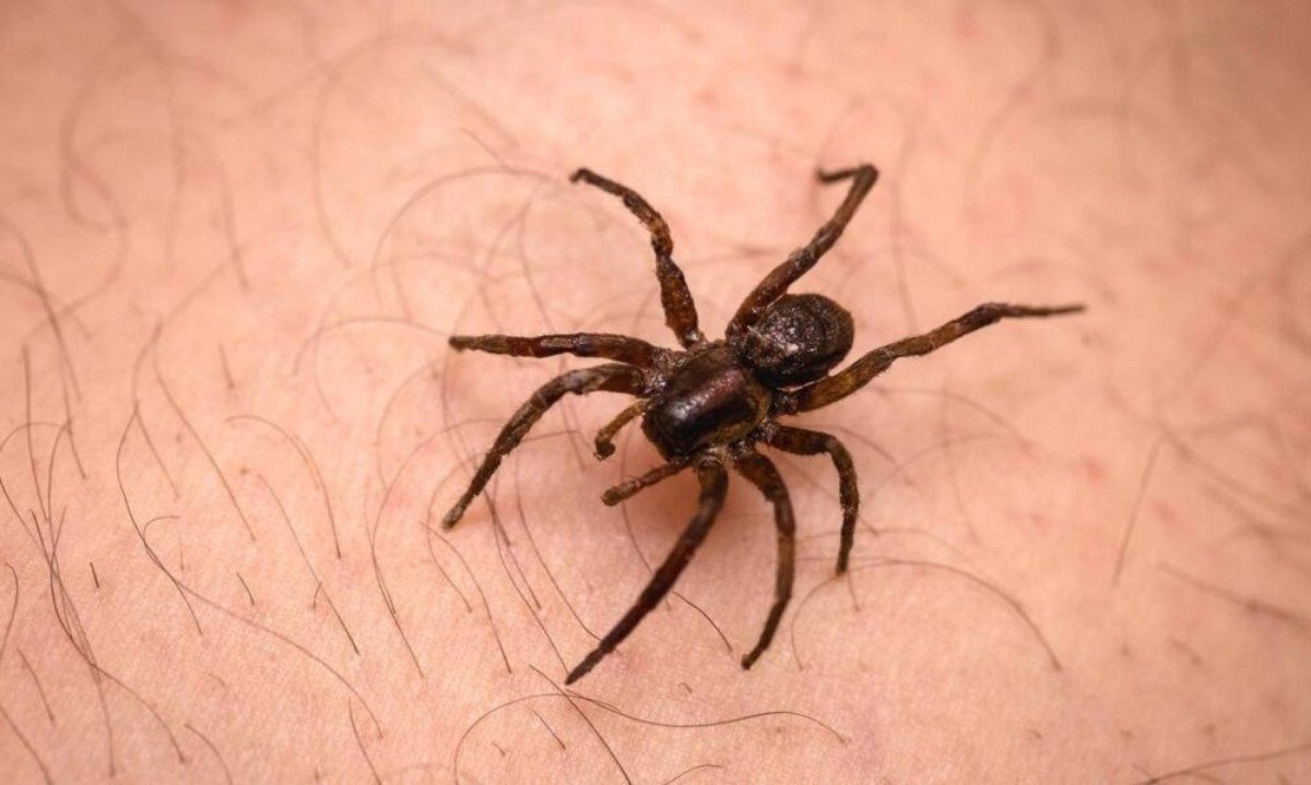 Picada de aranha dentro de casa: saiba identificar os sinais de alerta que indicam risco à saúde e exigem ida urgente a um pronto-socorro - (crédito: Tupi)