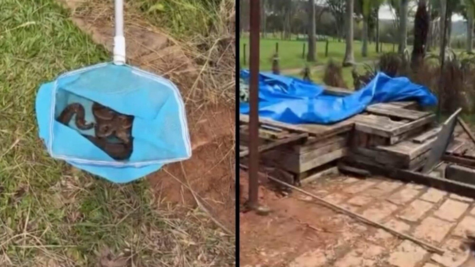 Cantor Sorocaba encontra jiboia com filhotes embaixo de jacuzzi e se surpreende