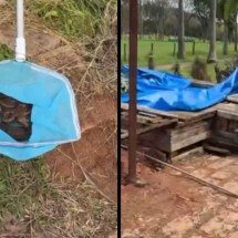 Cantor Sorocaba encontra jiboia com filhotes embaixo de jacuzzi e se surpreende - Tupi