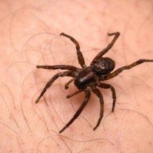 Picada de aranha dentro de casa: saiba identificar os sinais de alerta que indicam risco à saúde e exigem ida urgente a um pronto-socorro - Tupi