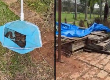 Cantor Sorocaba encontra jiboia com filhotes embaixo de jacuzzi e se surpreende -  (crédito: Tupi)