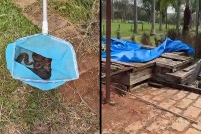 Cantor Sorocaba encontra jiboia com filhotes embaixo de jacuzzi e se surpreende -  (crédito: Tupi)