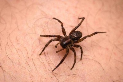 Picada de aranha dentro de casa: saiba identificar os sinais de alerta que indicam risco à saúde e exigem ida urgente a um pronto-socorro -  (crédito: Tupi)