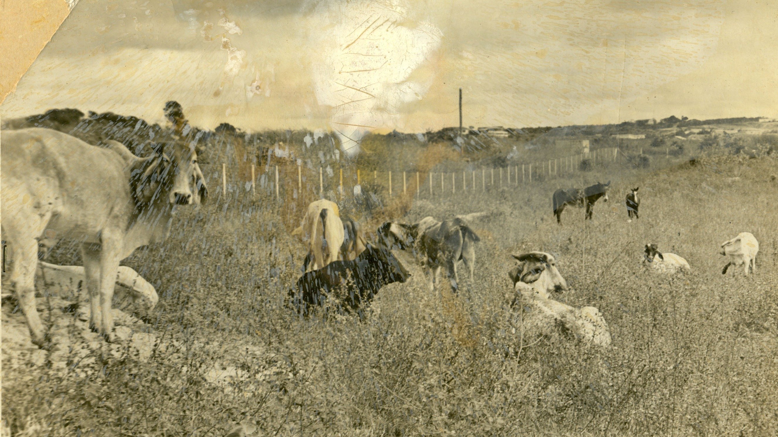 Bois e cavalos que pastavam no mato que rodeava o Aeroporto da Pampulha, em 1965 -  (crédito: Arquivo Estado de Minas)
