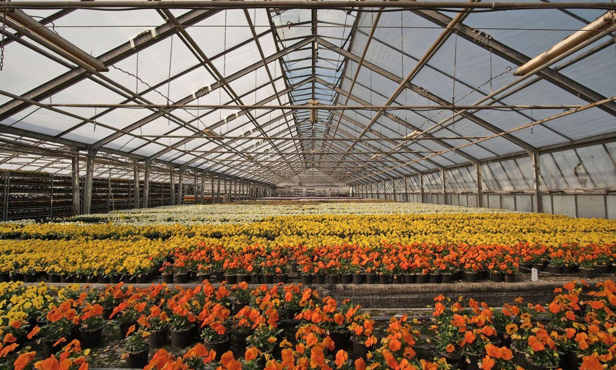 IA transforma o varejo de flores e otimiza operações - (crédito: DINO)