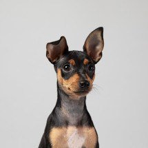 Castração de cães e gatos: benefícios vão além do controle reprodutivo - magnific
