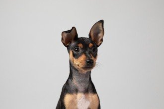 Castração de cães e gatos: benefícios vão além do controle reprodutivo