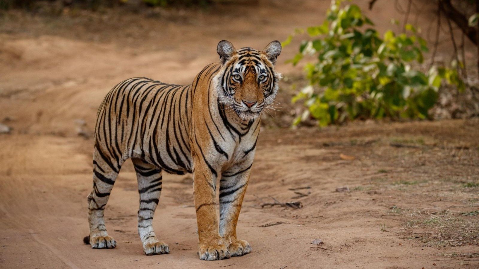 Tigre do Yorkshire Wildlife Park n&atilde;o ser&aacute; sacrificado ap&oacute;s incidente fatal com invasor -  (crédito: Magnific / foto ilustrativa)