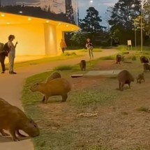 Capivaras passeiam pela Cidade Administrativa e surpreendem servidores - Reprodução