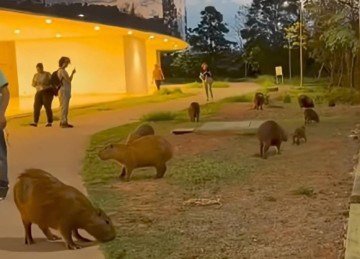 Capivaras passeiam pela Cidade Administrativa e surpreendem servidores -  (crédito: Reprodução)