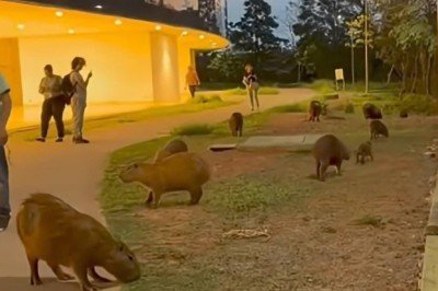 Capivaras passeiam pela Cidade Administrativa e surpreendem servidores -  (crédito: Reprodução)