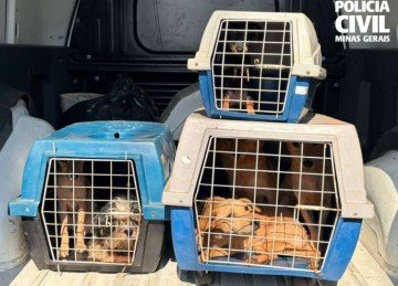 Polícia Civil resgata 12 cães durante investigação de maus-tratos em Uberlândia -  (crédito: PCMG/Divulgação)