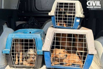 Polícia Civil resgata 12 cães durante investigação de maus-tratos em Uberlândia -  (crédito: PCMG/Divulgação)