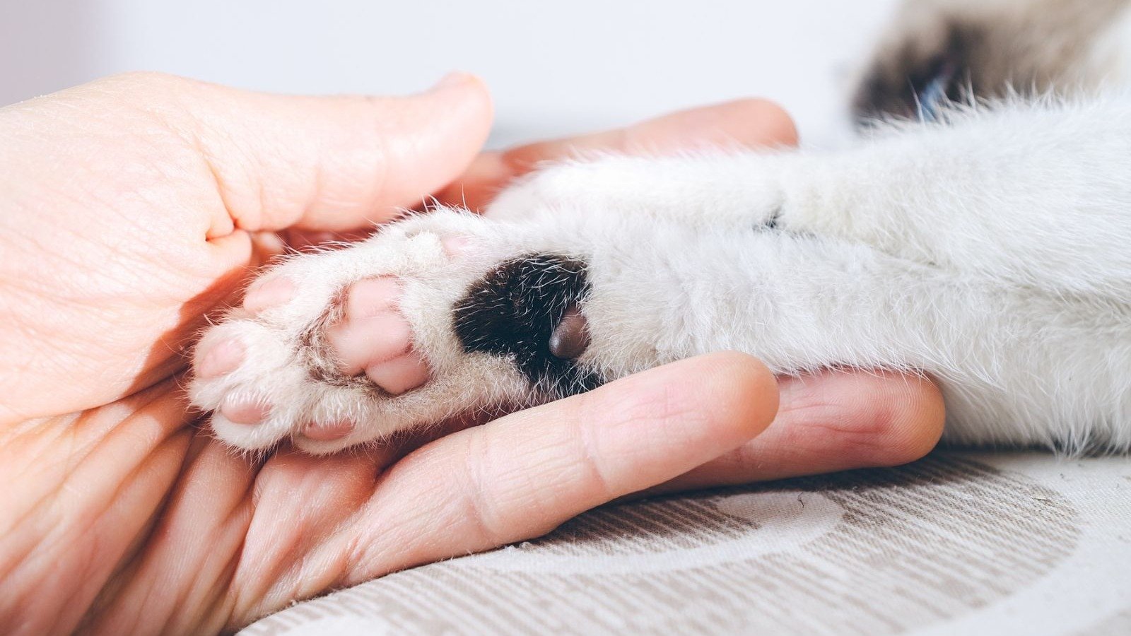 A crescente presen&ccedil;a de animais de estima&ccedil;&atilde;o nas fam&iacute;lias impulsiona o mercado pet e o consumo de produtos espec&iacute;ficos no varejo -  (crédito: Magnific)