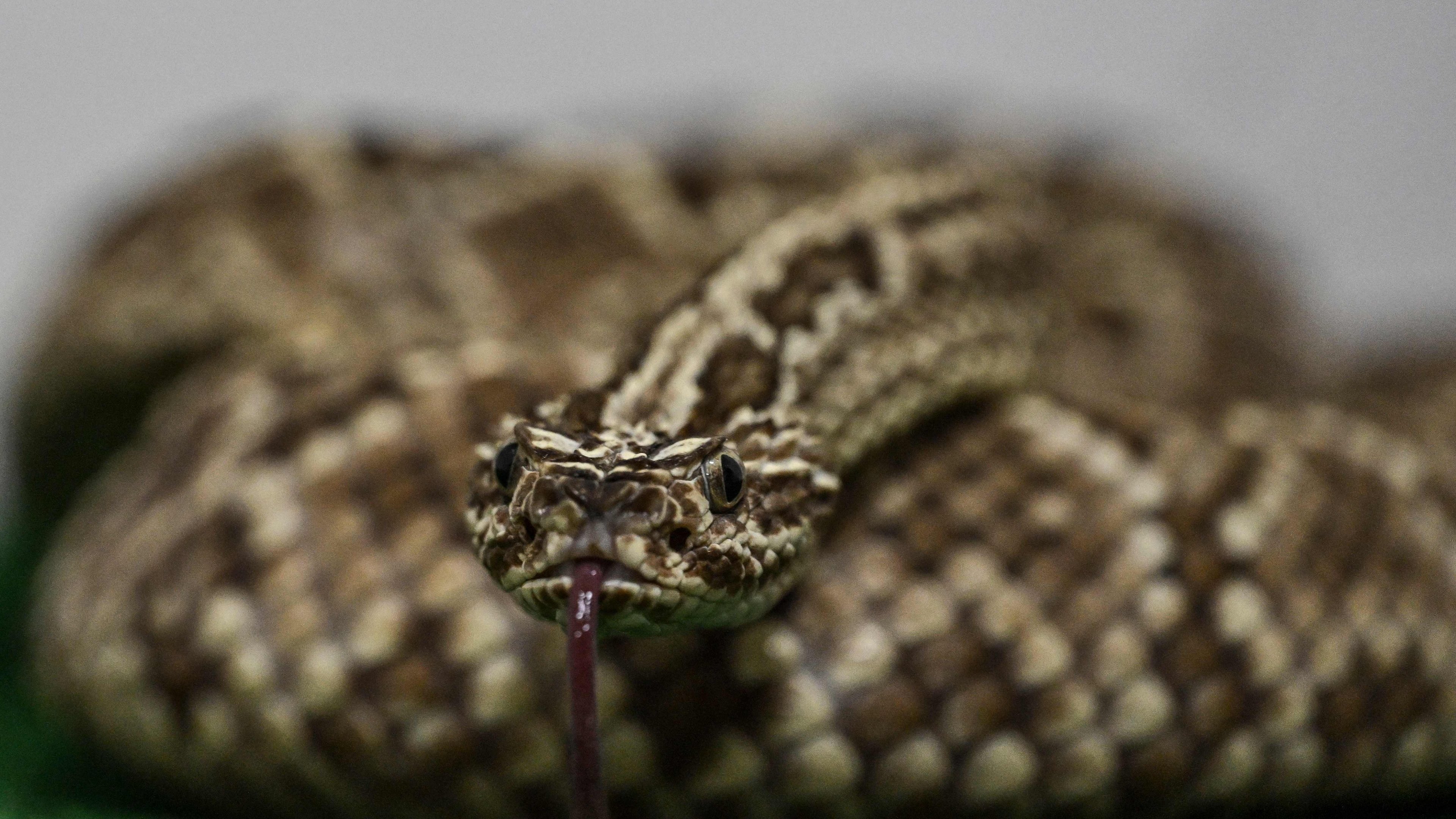 Cascavel, uma das cobras venenosas encontradas por agentes da alf&acirc;ndega na bagagem de um passageiro em aeroporto alem&atilde;o -  (crédito: Yuri CORTEZ / AFP)