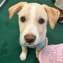 Que tal um novo amigo? Shopping de BH promove evento de adoção de pets - Pátio Savassi/Divulgação