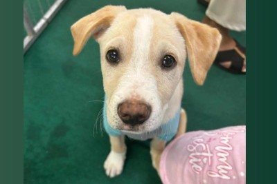 Pátio Savassi promove ação de adoção de cães e gatos 
 -  (crédito: Pátio Savassi/Divulgação)