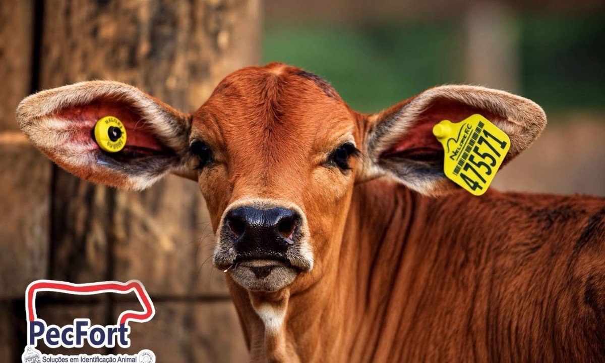 Do brete ao celular: PecFort aposta em tecnologia que automatiza a identificação animal e transforma o manejo no campo. - (crédito: PulseBrand)