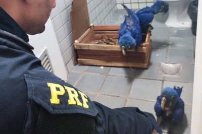 PRF resgata Araras-Azuis sem documentação durante fiscalização na BR-381 em Betim  -  (crédito: PRF/Divulgação)