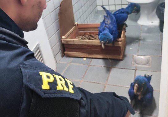 PRF/Divulgação