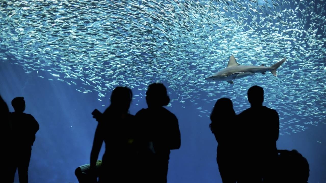 Aqu&aacute;rios como o Monterey Bay promovem a conscientiza&ccedil;&atilde;o sobre a vida marinha, exibindo a diversidade de esp&eacute;cies oce&acirc;nicas -  (crédito: Cr&eacute;ditos: depositphotos.com / rbbrdckybk)