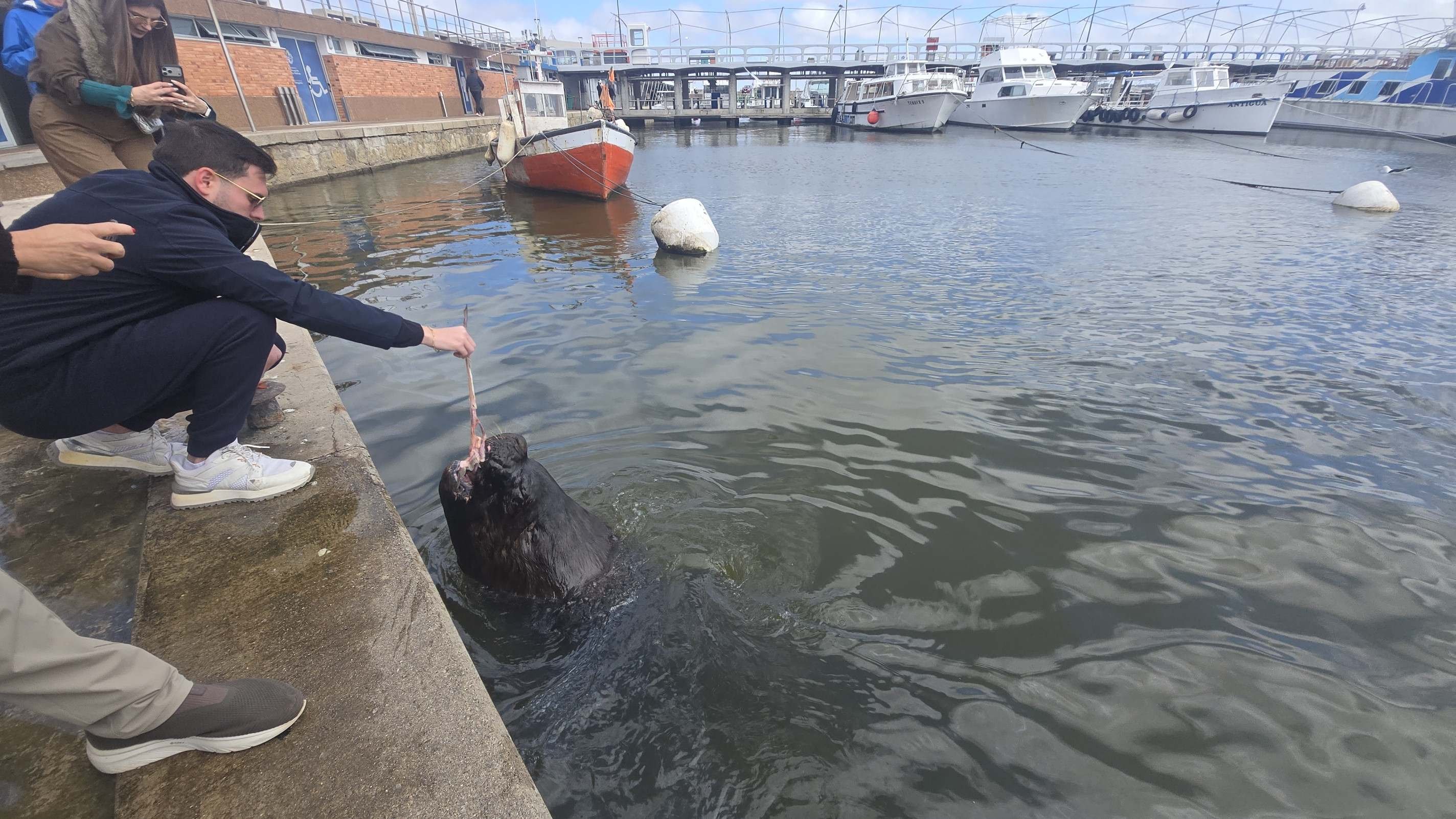 No Porto de Punta del Est, o espetáculo fica por conta dos leões-marinhos, que se aproximam dos decks em busca do peixe fresco oferecido pelos visitantes-Carlos Altman/EM