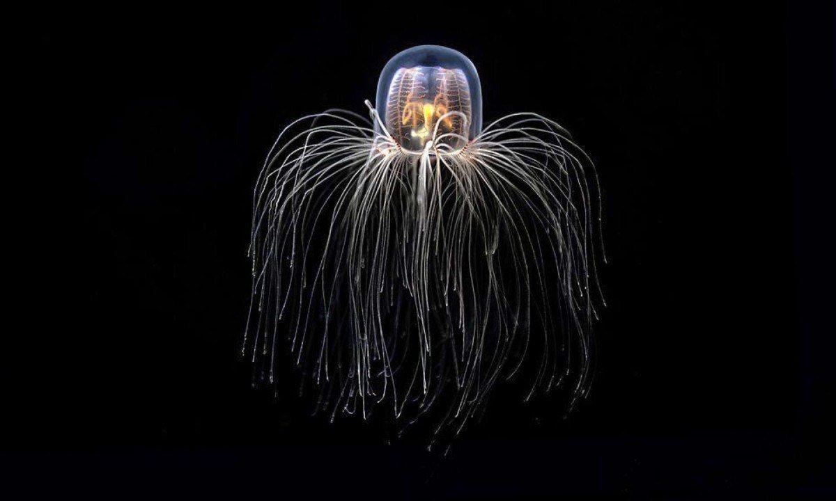 Imagem do século 19 ilustra a <em>T. dohrnii</em>, antes da descoberta da natureza extraordinária do seu ciclo de vida - (crédito: Alamy)