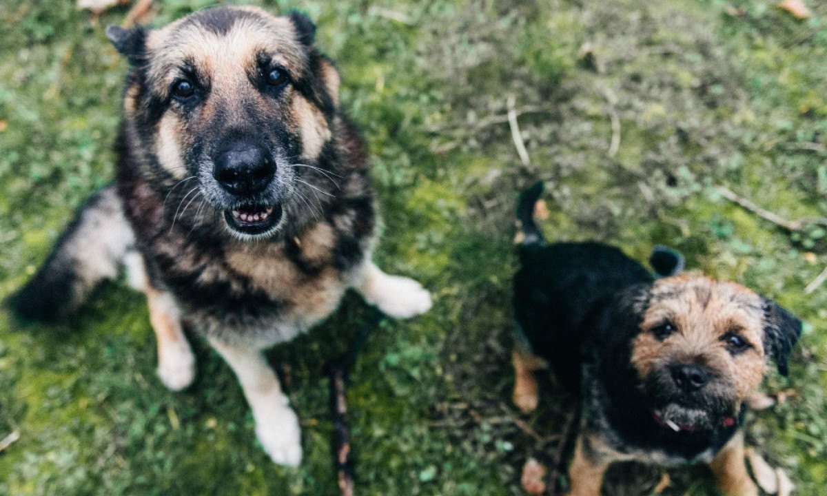Fotografias, pesagens periódicas e consultas frequentes com o veterinário ajudam a identificar tendências - (crédito: wirestock/magnific)
