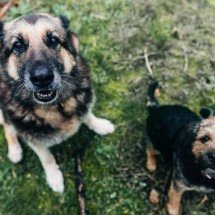 É coisa da idade? 7 mudanças em cães e gatos idosos que merecem atenção - wirestock/magnific
