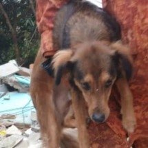 Cachorro é resgatado com vida após 5 dias sob escombros - Reprodução