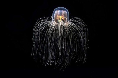 Imagem do século 19 ilustra a <em>T. dohrnii</em>, antes da descoberta da natureza extraordinária do seu ciclo de vida -  (crédito: Alamy)