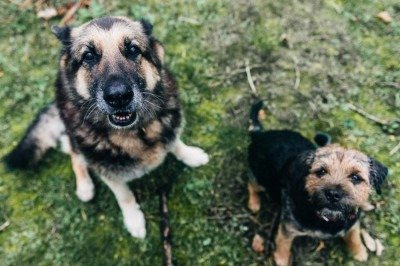 Fotografias, pesagens periódicas e consultas frequentes com o veterinário ajudam a identificar tendências -  (crédito: wirestock/magnific)