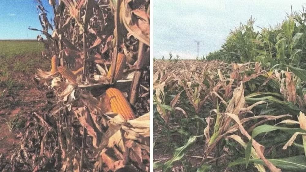 Milharal destru&iacute;do pela aplica&ccedil;&atilde;o incorreta de herbicida, caso que gerou demiss&atilde;o por justa causa e preju&iacute;zo milion&aacute;rio -  (crédito: Reprodu&ccedil;&atilde;o)