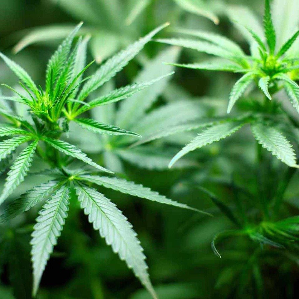 Estudo revela que efeito relaxante da cannabis pode ser placebo