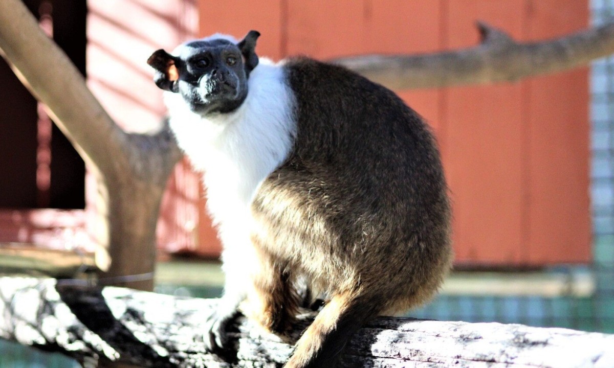 O sauim-de-coleira, espécie ameaçada de extinção, é destaque em programação especial de conscientização no Zoológico de Belo Horizonte. - (crédito: Suziane Brugnara/PBH)