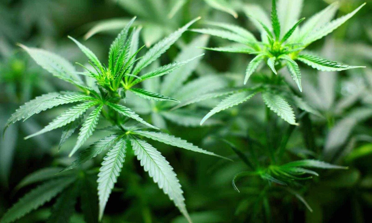 Expectativas podem influenciar a percepção das pessoas sobre a potência da cannabis e a intensidade de seus efeitos -  (crédito: Pixabay/divulgação)