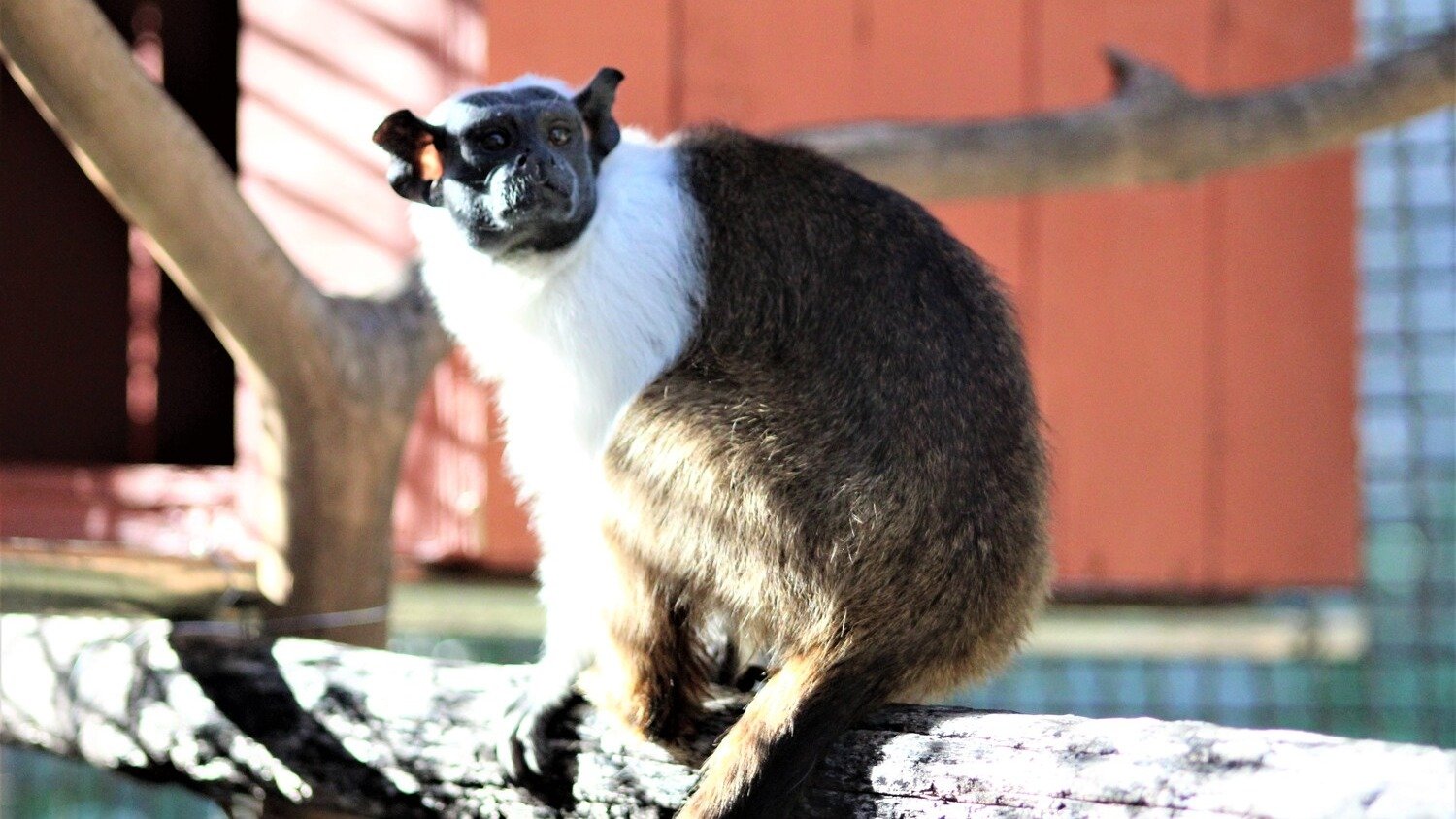 O sauim-de-coleira, esp&eacute;cie amea&ccedil;ada de extin&ccedil;&atilde;o, &eacute; destaque em programa&ccedil;&atilde;o especial de conscientiza&ccedil;&atilde;o no Zool&oacute;gico de Belo Horizonte. -  (crédito: Suziane Brugnara/PBH)