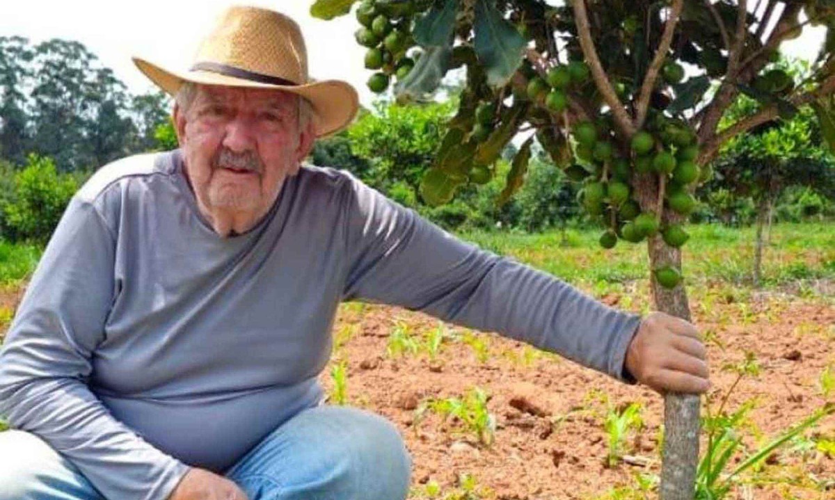 Antônio Alves começou a produzir macadâmia em 2001, em sua propriedade rural no município de Andrelândia, no Sul de Minas - (crédito: Emater-MG/Divulgação)