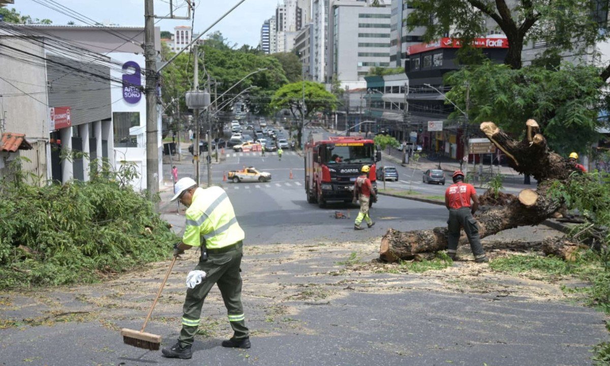 Árvore impede trânsito na Avenida do Contorno - (crédito: Leandro Couri / EM / DA Press)