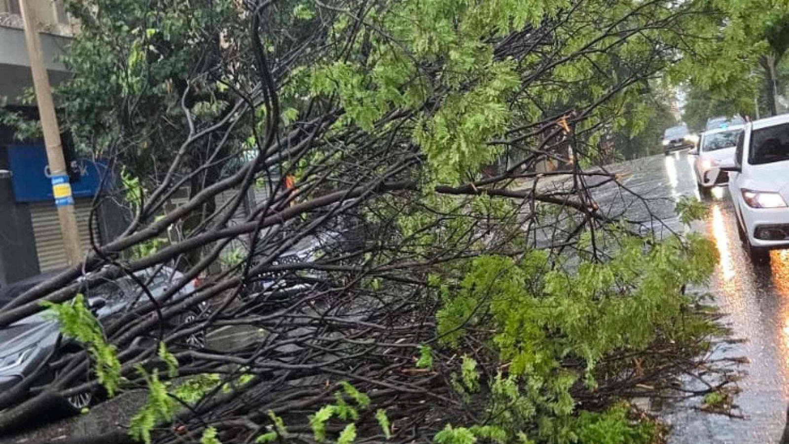 &Aacute;rvore caiu na Avenida Brasil bloqueando duas faixas no Bairro Santa Efig&ecirc;nnia