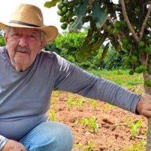 Minas Gerais expande a produção de macadâmia - Emater-MG/Divulgação