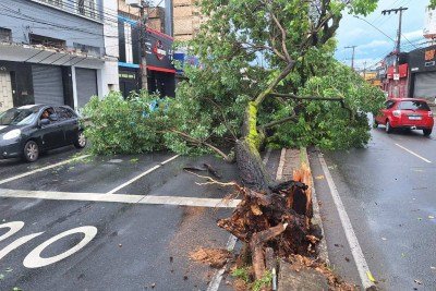 Árvore cai na Av. Dom Pedro II, 2469, na altura do bairro Bonfim -  (crédito: Marcos Vieira/EM/DA.Press)