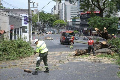 Árvore impede trânsito na Avenida do Contorno -  (crédito: Leandro Couri / EM / DA Press)