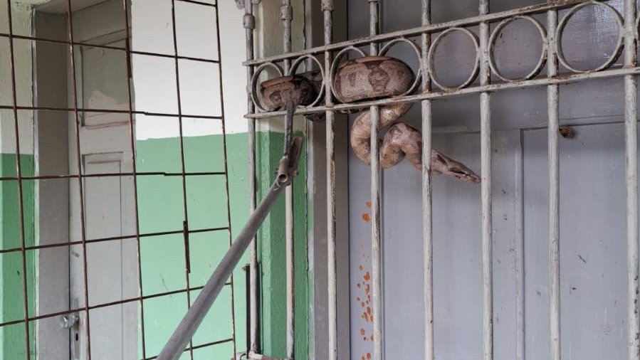 Bombeiros resgatam jiboia presa na grade de escola em Ita&uacute;na, liberando o r&eacute;ptil em seu habitat natural -  (crédito: Corpo de Bombeiros de Minas Gerais)