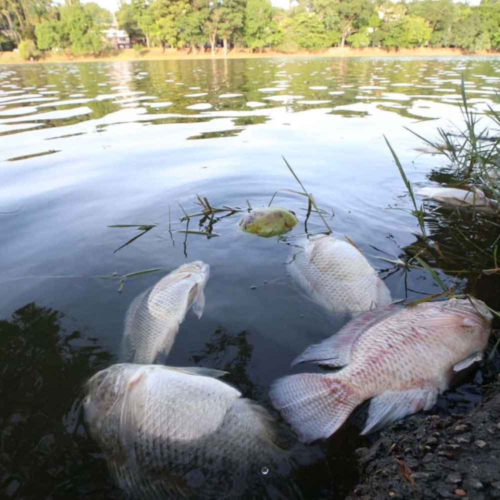 Peixes mortos são encontrados na Lagoa da Pampulha; PBH investiga causas