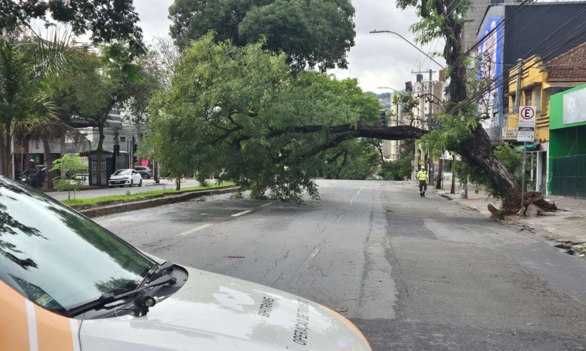 Árvore de garnde porte caiu na Avenida do Contorno neste domingo (25/10) durante temporal que atingiu BH - (crédito: Jair Amaral/EM/D.A.Press)