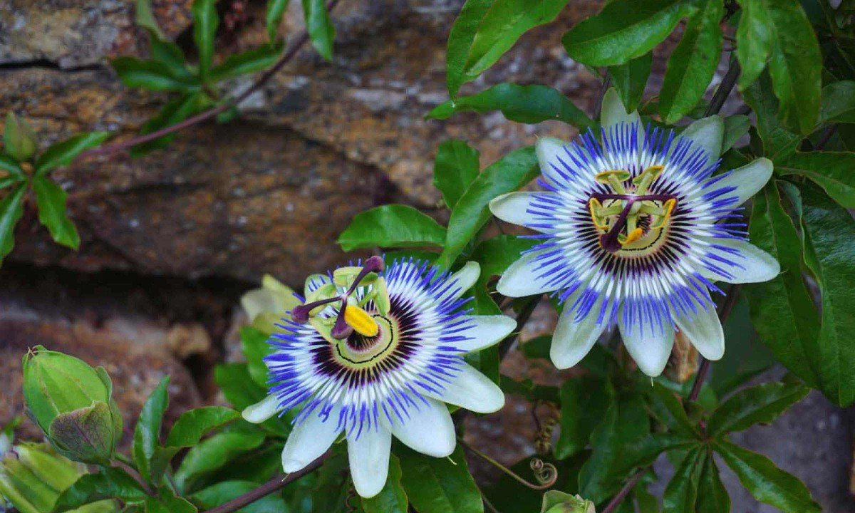 Estudos apontam que a passiflora fortalece o sistema nervoso -  (crédito: Pixabay/reprodução)
