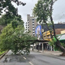 Temporal em BH gera 196 chamados por quedas e riscos de árvores em 24h - Jair Amaral/EM/D.A.Press