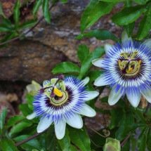 Passiflora: calmante para o sono, ansiedade e dor - Pixabay/reprodução